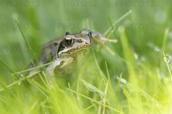 Common frog (Rana temporaria) juvenile baby amphibian walking through grass of a garden lawn, England, United Kingdom, Europe