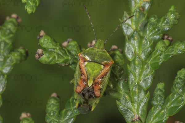 Sting bug Buntrock (Cyphostetus tristiatus on green leaves of Thuja plant in nature, Baden-Württemberg, Germany, Europe