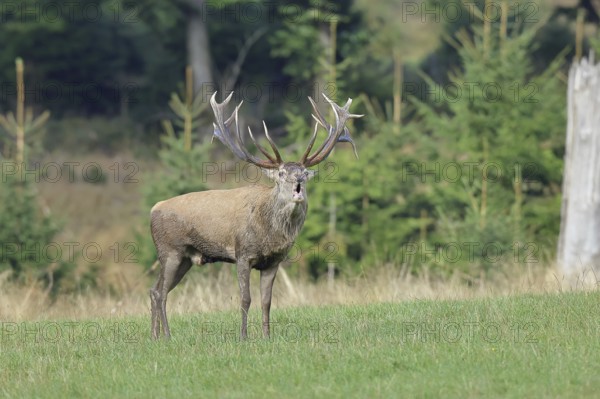 Red deer (Cervus elaphus) during the rutting season, a large stag roaring in a forest clearing, wildlife, Sauerland, North Rhine-Westphalia, Germany, Europe