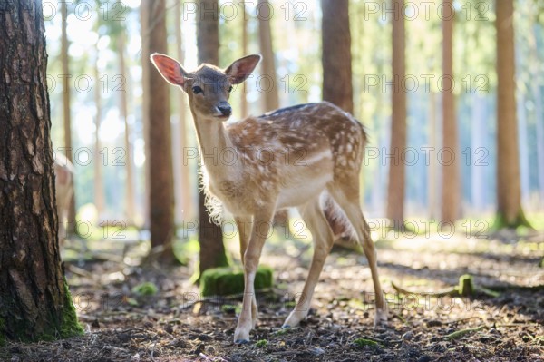 European fallow deer (Dama dama) youngsters in a forest, Bavaria, Germany, Europe