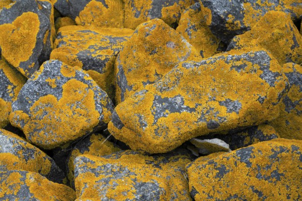 Stones with common orange lichen (Xanthoria parietina), East Frisia, Lower Saxony, Germany, Europe