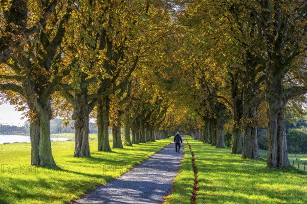 Dense chestnut tree avenue at the Rhine dike near Neuss, Deichallee, autumn, colourful leaves, walker, North Rhine-Westphalia, Germany, Europe