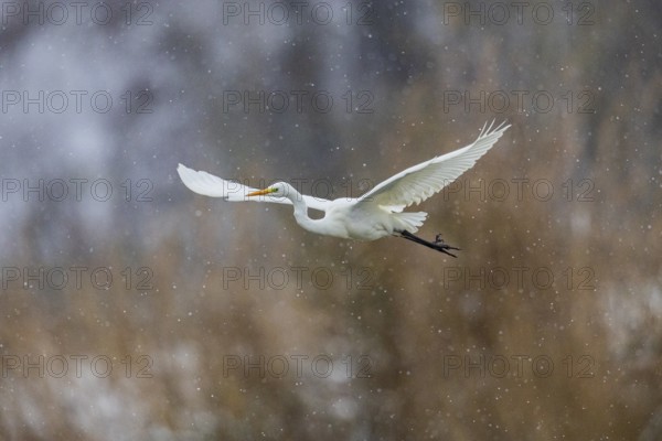Great White Egret (Egretta alba) Germany