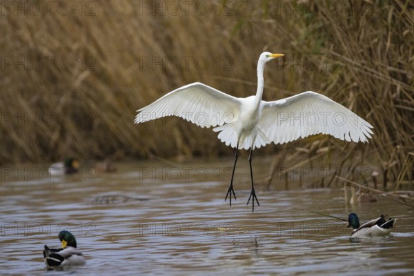 Great White Egret (Egretta alba) Germany