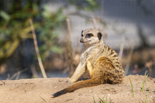 Meerkat (Suricata suricatta) standing sweet and curious in the desert, captive, occurrence Africa
