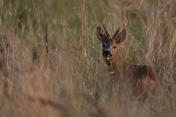 Roebuck, leaf time, Wittlich, Rhineland-Palatinate, Germany, Europe