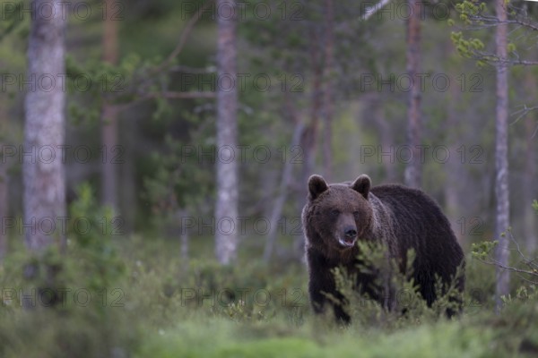 Brown bear (Ursus arctos) in the Finnish taiga, Kuusamo, Finland, Europe