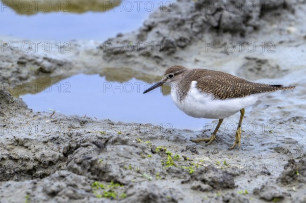 Common sandpiper (Actitis hypoleucos, Tringa hypoleucos) foraging for invertebrates in mud along muddy pond shore in wetland in summer