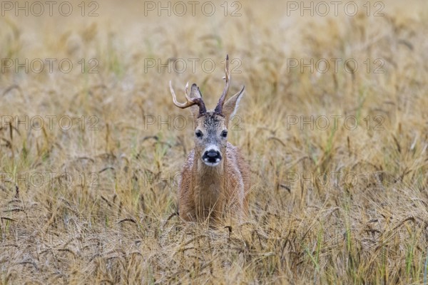 European roe deer (Capreolus capreolus) buck, male with deformed antlers showing distorted spike in wheat field, cornfield in summer