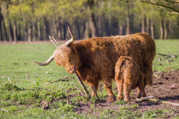 One Highland cow (Bos primigenius) taurus) and her calf stand on a meadow. A forest is in the background