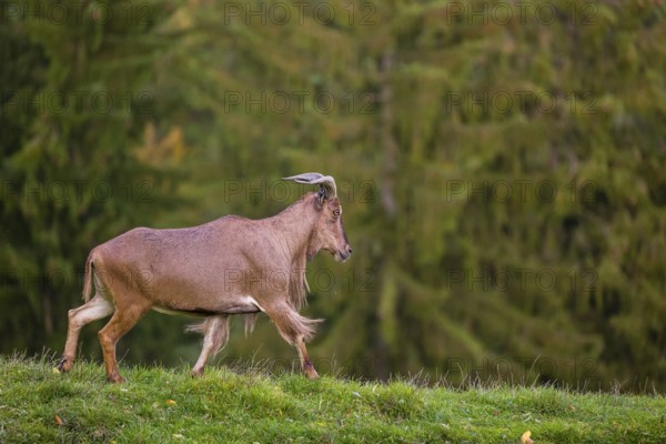 One Barbary sheep (Ammotragus lervia) stands on green hilly ground. A forest is in the background