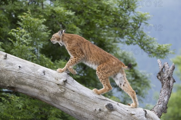 One Eurasian lynx, (Lynx lynx), walking up on a fallen tree. Side view with green forest in the background