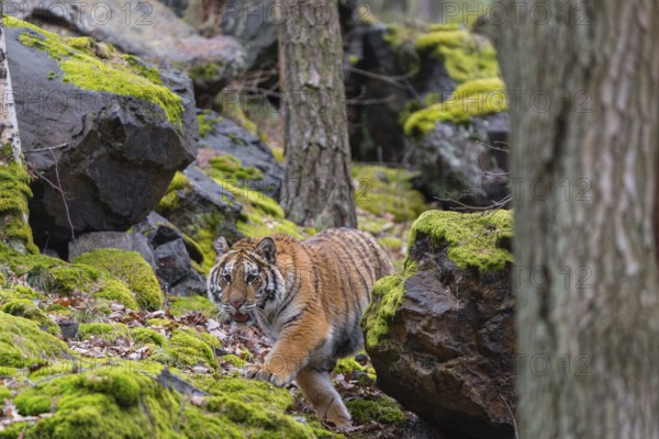 One young female Siberian Tiger, Panthera tigris altaica, walking between rocks in a forest