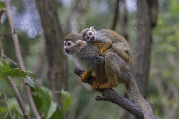 One female Central American squirrel monkey, Saimiri oerstedii, carrying her baby. Green vegetation around