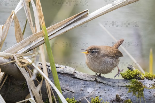 Wren (Troglodytes troglodytes) singing on a branch next to dry reeds on the bank, Hesse, Germany, Europe