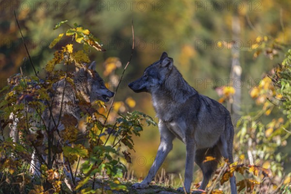 Two eurasian gray wolf (Canis lupus lupus) standing on a small hill between fall foliage