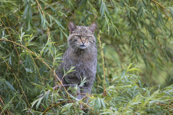 One European wildcat, Felis silvestris silvestris, sitting in a green weeping willow tree. Green leaves all around