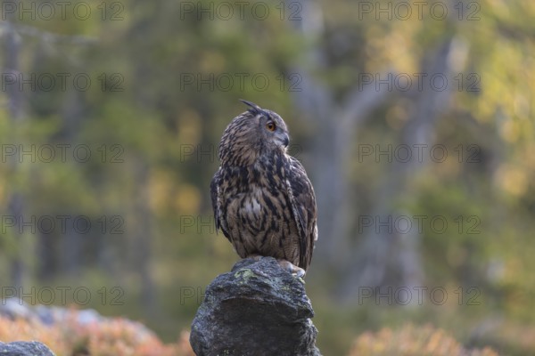 One Eurasian Eagle Owl, Bubo bubo, sitting on grey rocks, a green forest in the background. Early morning light