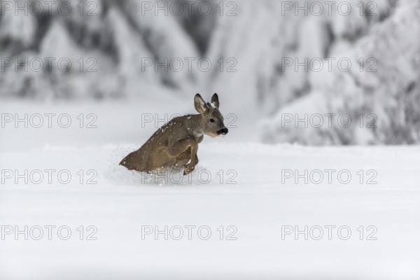 One young male Roe Deer, Roe buck (Capreolus capreolus), running through deep snow. Trees in the background