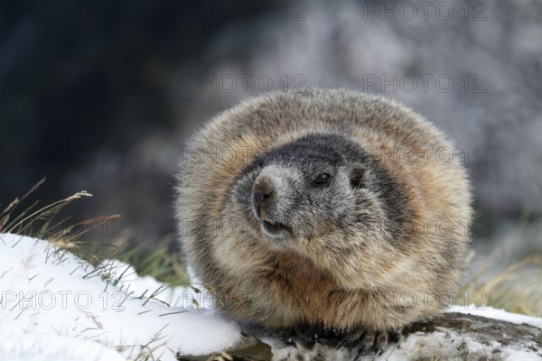 One adult Alpine Marmot, Marmota marmota, resting in snow