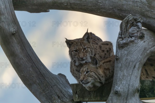 Two Eurasian lynx, (Lynx lynx), resting high up on a dead tree. Frontal view with mountains and in the background