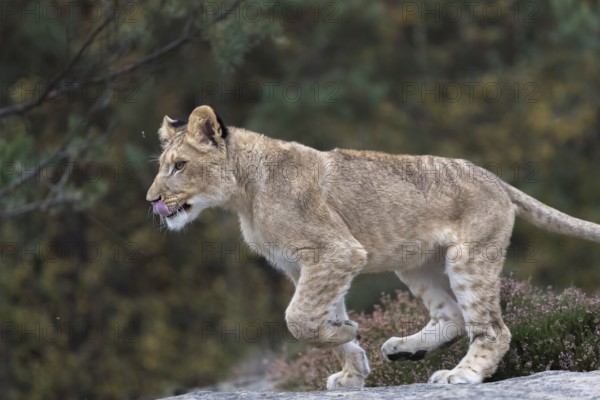 One female young lion (Panthera leo) running at a forest edge. Green vegetation in the background