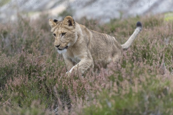 One female young lion (Panthera leo) running at a forest edge. Green vegetation in the background