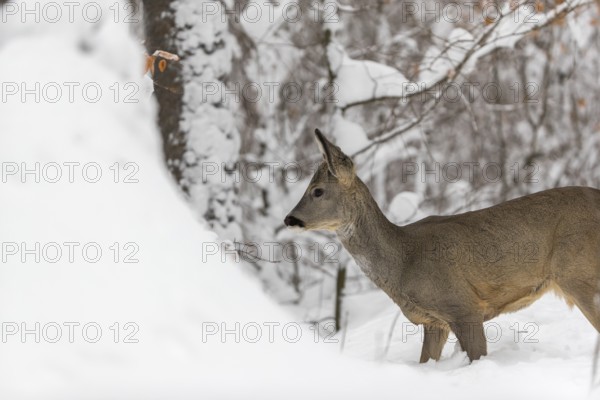 Portrait of a young male Roe Deer, Roe buck (Capreolus capreolus), standing in a forest in deep snow. Trees in the background