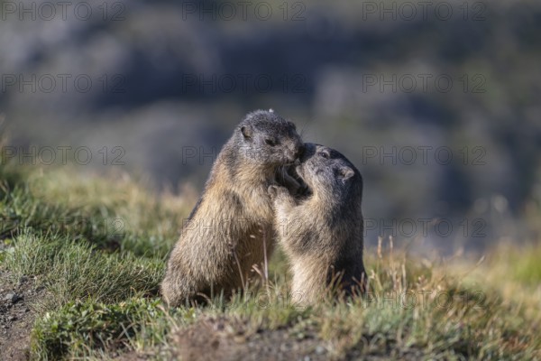 Two young Alpine Marmots, Marmota marmota, play fighting. A mountain wall in the distant background