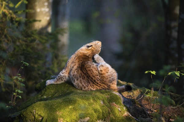 Eurasian Lynx or Northern Lynx (Lynx lynx), adult animal scratching its ear with its hind leg, in the enclosure area, Bavarian Forest National Park, Bavaria, Germany, Europe