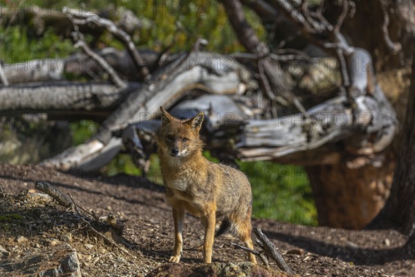 One golden jackal (Canis aureus)standing on forest floor in front of fallen trees on a sunny day