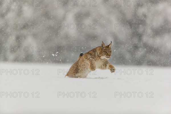 One young male Eurasian lynx, (Lynx lynx), running over a deep snow covered meadow with a forest in the background