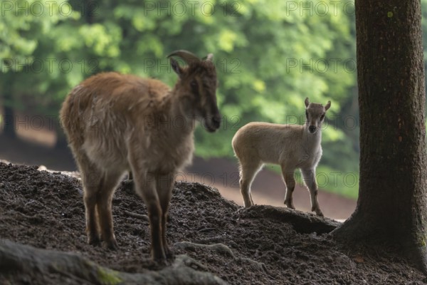A female Himalayan tahr (Hemitragus jemlahicus) stands on a forest edge with one young. In the background is a dense forest