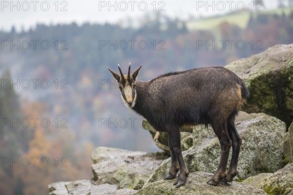 One chamois standing on rocks, autumnal colors of a forest in the distant background
