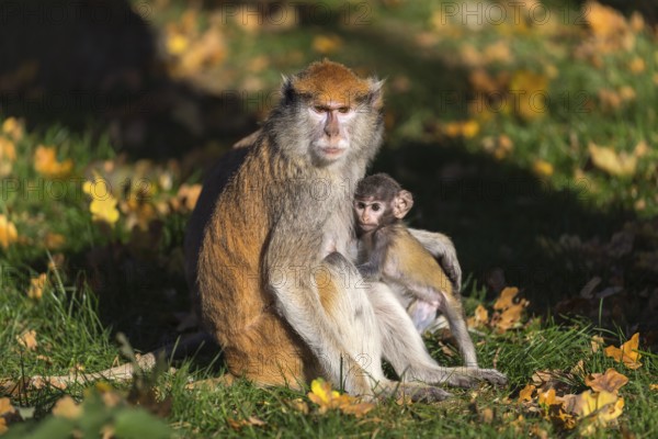 One female patas monkey (Erythrocebus patas)with her baby in late light on a green meadow