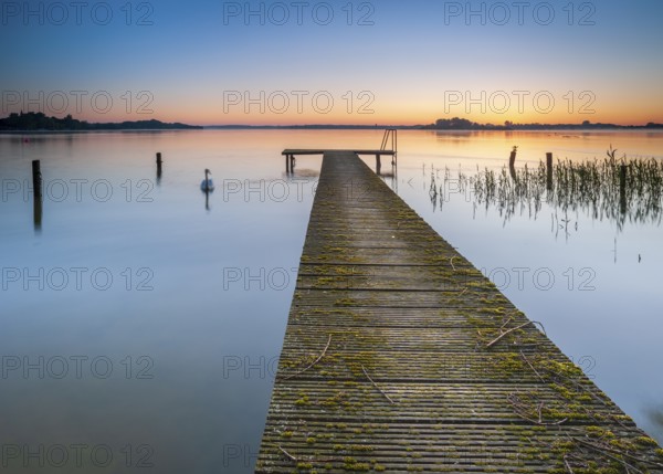 Wooden footbridge and swan at sunrise on Lake Schaalsee, Schaalsee Biosphere Reserve, Zarrentin, Mecklenburg-Western Pomerania, Germany, Europe