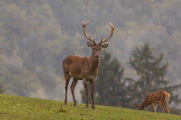 One young Red Deer buck (Cervus elaphus) and doe standing on a green meadow. A forest in early morning mist in the background