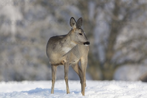 One female Roe Deer, (Capreolus capreolus), walking over a snowy meadow. Snow covered trees in the background