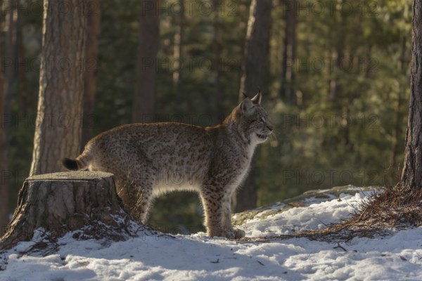 One young male Eurasian lynx, (Lynx lynx), walking over a snow covered forest ground in early morning light