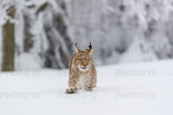 One young male Eurasian lynx, (Lynx lynx), walking over a deep snow covered meadow with a forest in the background