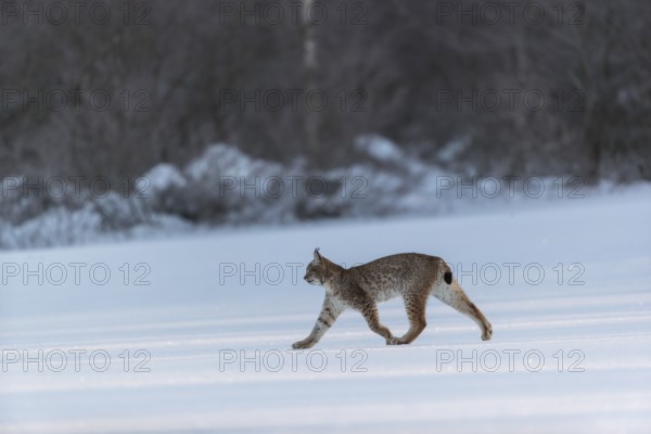 One young male Eurasian lynx, (Lynx lynx), walking over a snow covered meadow with a forest in the background in early morning light