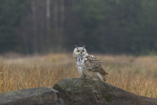 One Siberian Eagle Owl (Bubo bubo sibiricus) sitting on a rock between tall reed grass lakeshore on an autumnal misty cold morning