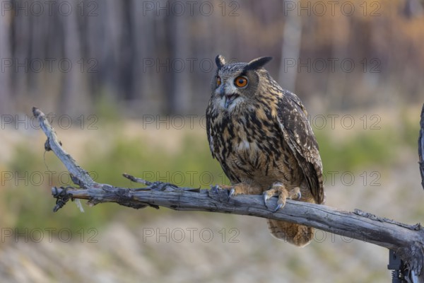 One Eurasian Eagle Owl, Bubo bubo, sitting on a branch of a dead tree. A forest with some fall foliage in the background