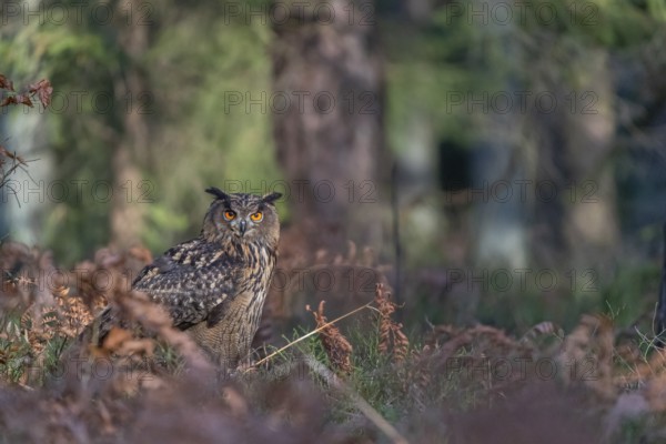 One Eurasian Eagle Owl, Bubo bubo, sitting on a forest floor between autumnal ferns