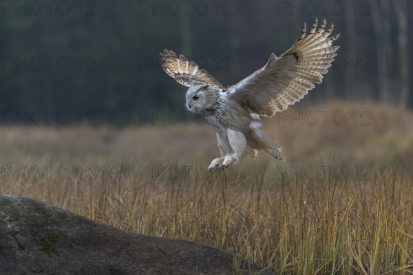 One Siberian Eagle Owl (Bubo bubo sibiricus) landing on a rock between tall reed grass lakeshore on an autumnal misty cold morning