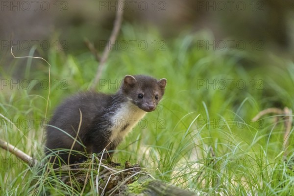 One beech marten (Martes foina), playing on the forest floor between green vegetation