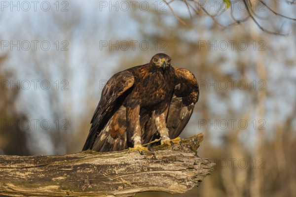 One golden eagle (Aquila chrysaetos) sitting on a broken and rotting log with fall foliage in the background