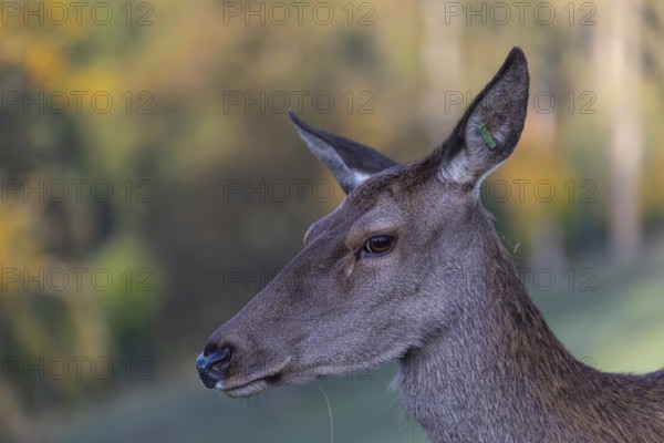 Portrait of a red deer doe (Cervus elaphus) standing on a meadow, with autumnal forest behind her