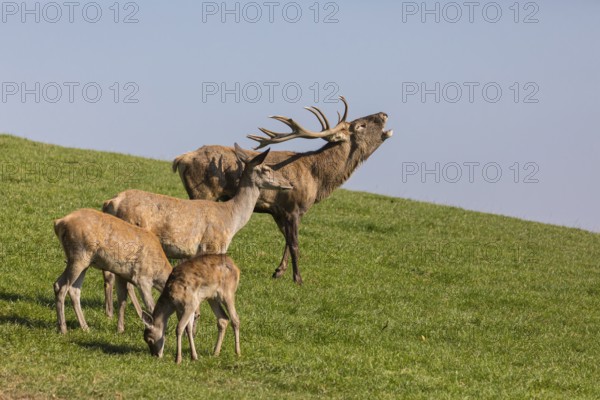 One Red Deer stag (Cervus elaphus) at the rutting season, standing on a meadow, calling. Some doe standing nearby