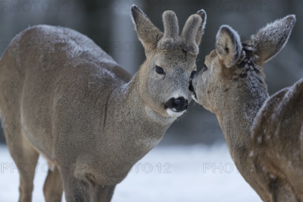 Roe deer grooming each other. White background